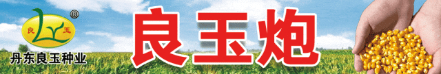 凝智聚力麦向高丰！2025年周麦36号品种推广暨高产技术培训会成功召开(图9)